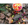 Насадка Color MIX Pop-Ups 6 мм 